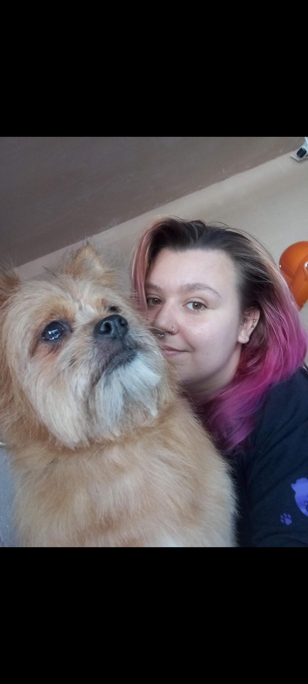 Groomed dog at Misty's